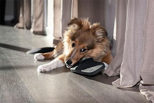 Hund auf pflegeleichtem Vinyl-Boden - artis-Parkett